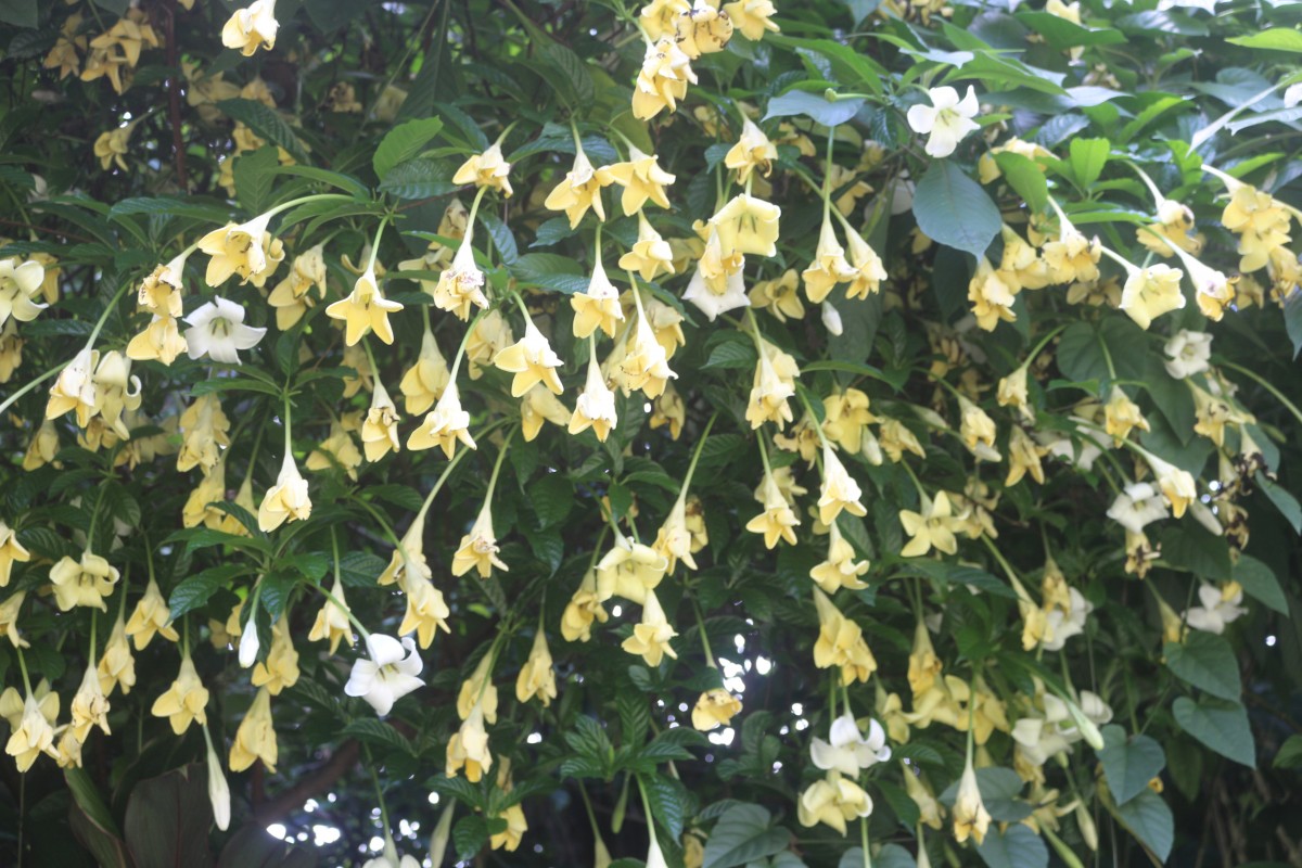 Euclinia longiflora Salisb.